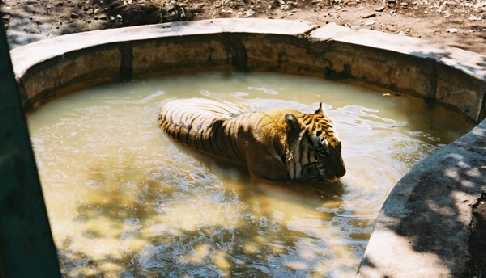 Goa Hotels at Goa Resorts at Goa Tourist Guide Goa Package Tours Goa